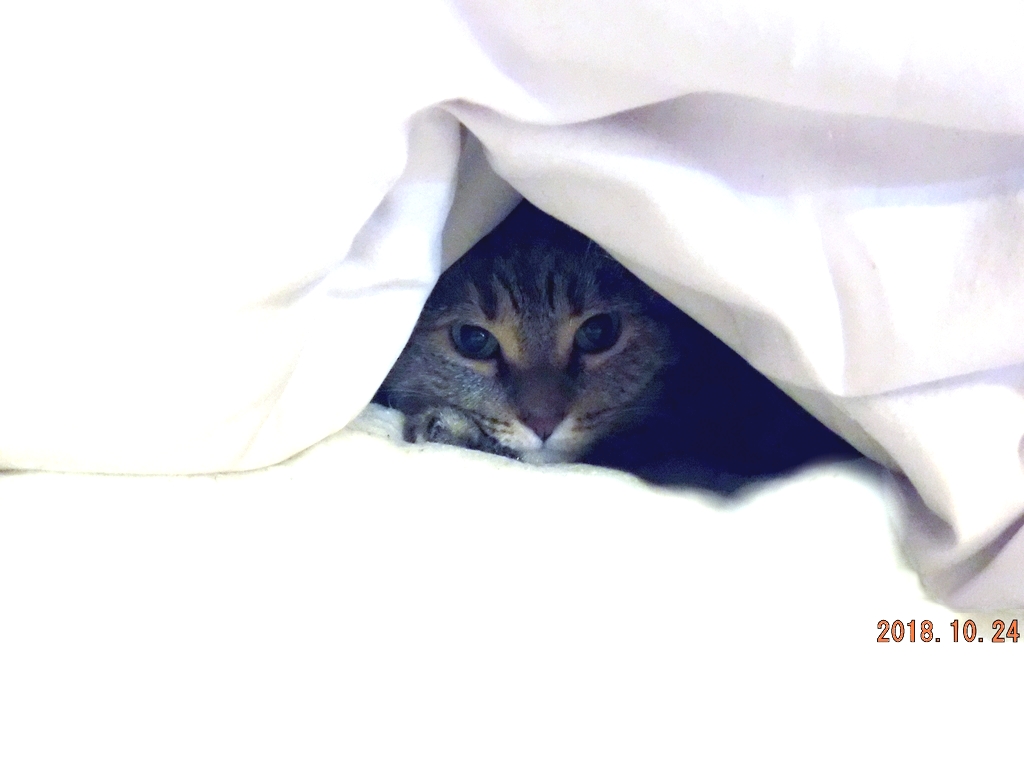 Tippie Under Cover